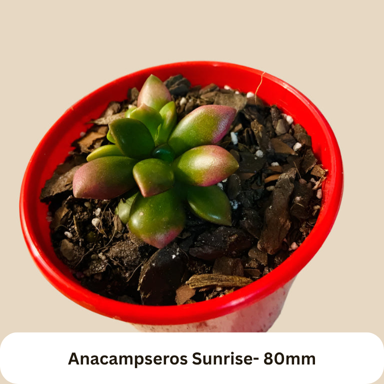 Mixed Value Budget Pack #4