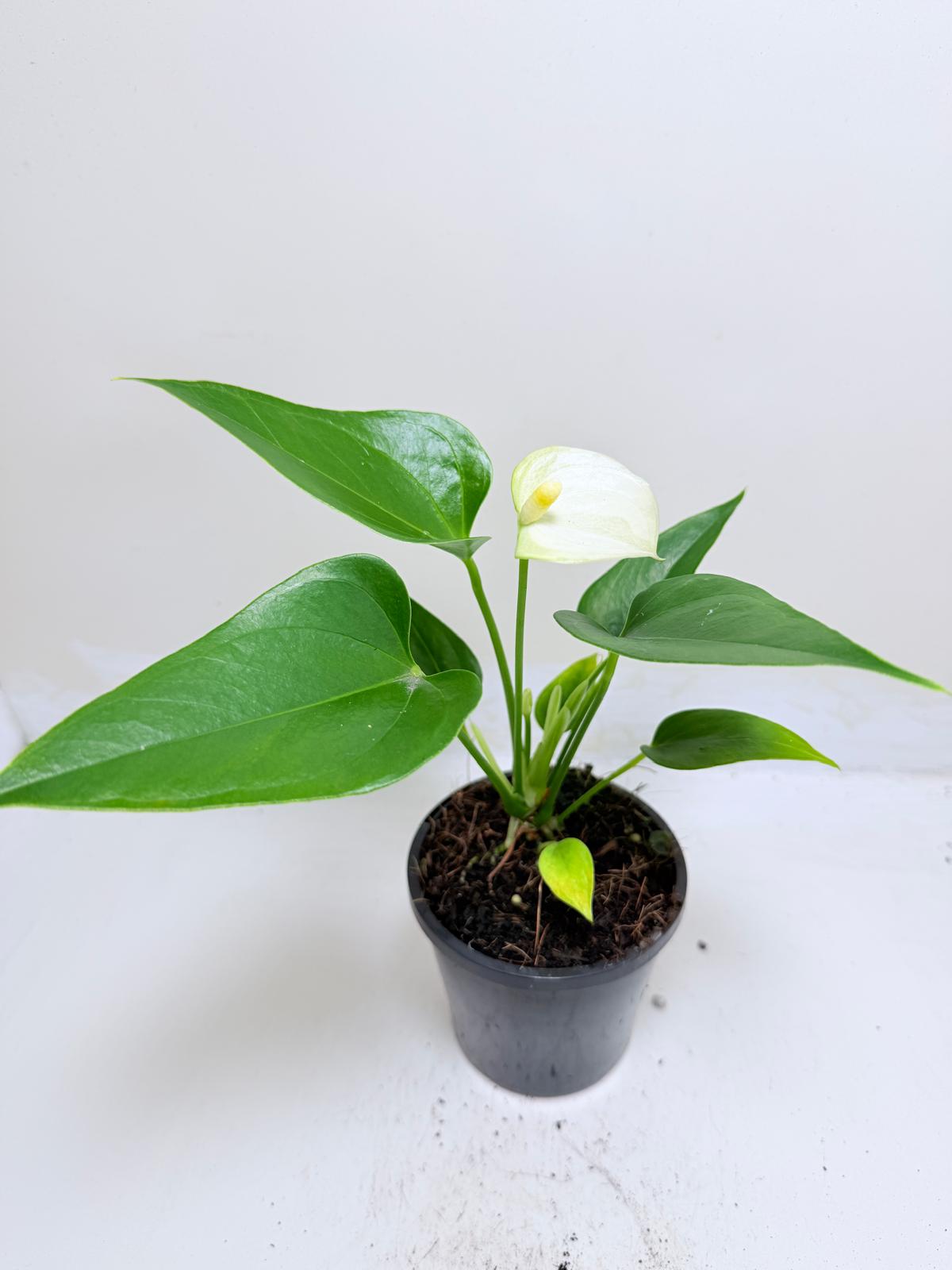 Anthurium Alpine