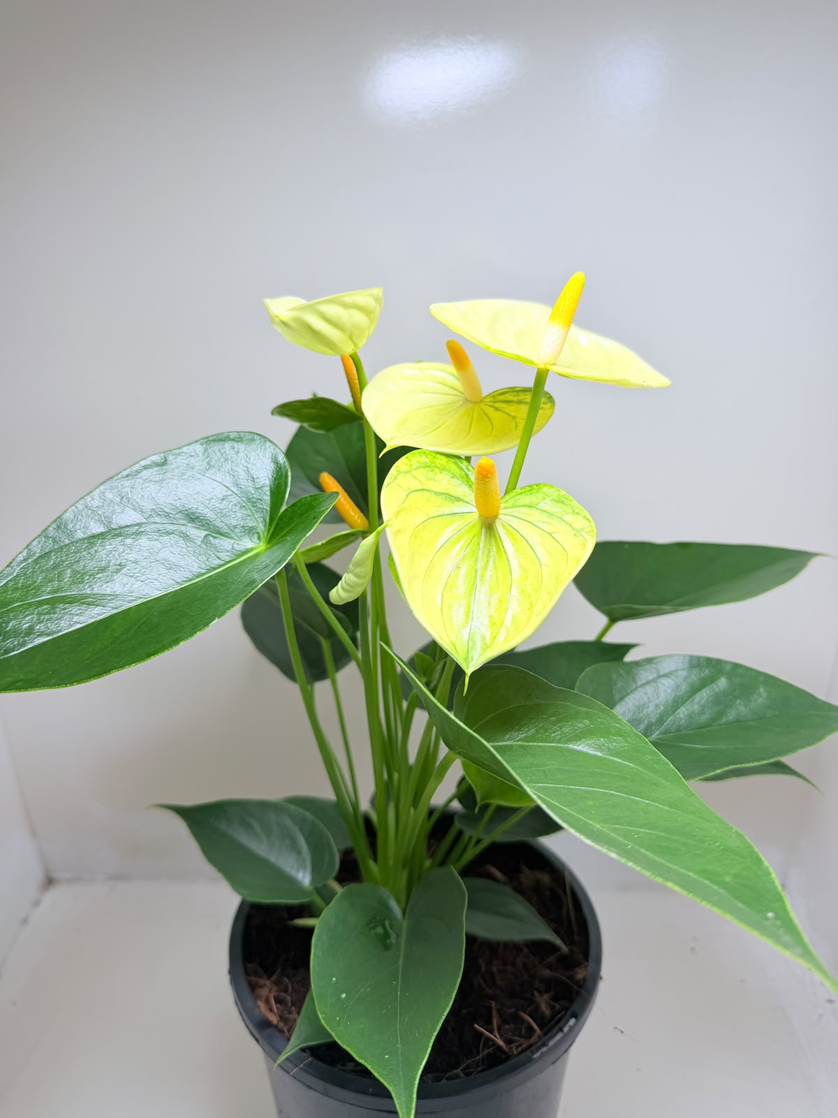 Anthurium Andraenum Vanila - 200mm Bare Rooted