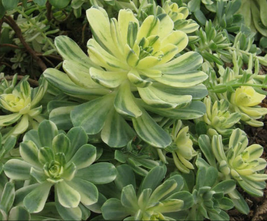 Aeonium Castello Piave Suncup Varigata