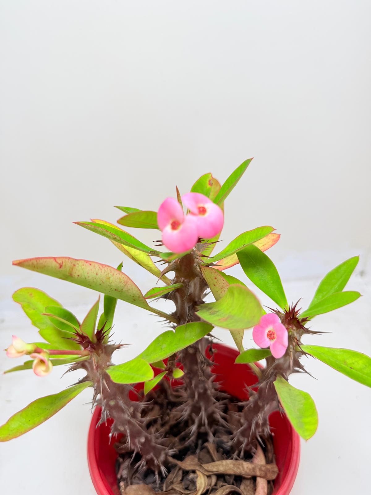 Euphorbia Milli 3 In One #131