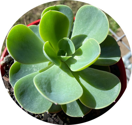 Echeveria Blue Alice 130mm