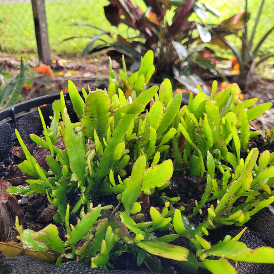 Rhipsalis Bits n Pieces