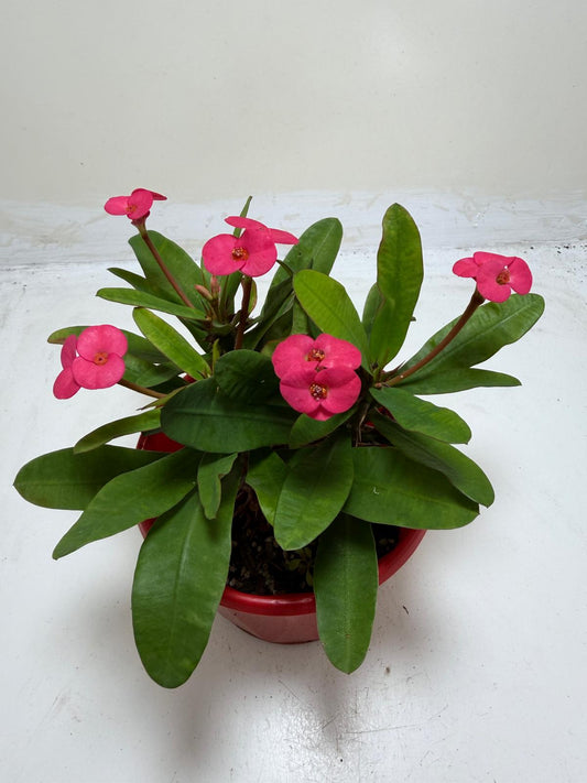 Euphorbia Milli Pink 3 in one #207