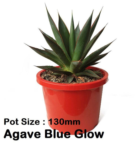 Agave Value Buster Pack - 1