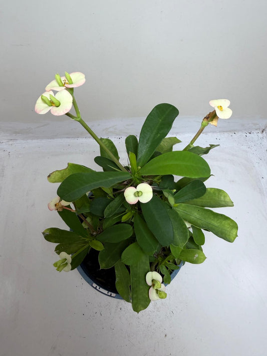 Euphorbia Milli Blush #216