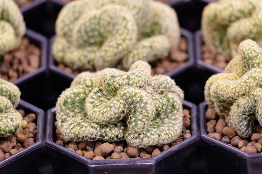 Cacti- Mammillaria Brain-130mm