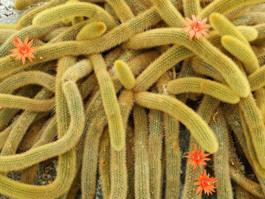 Golden Rat Tail Cacti -Cleistocactus Winteri