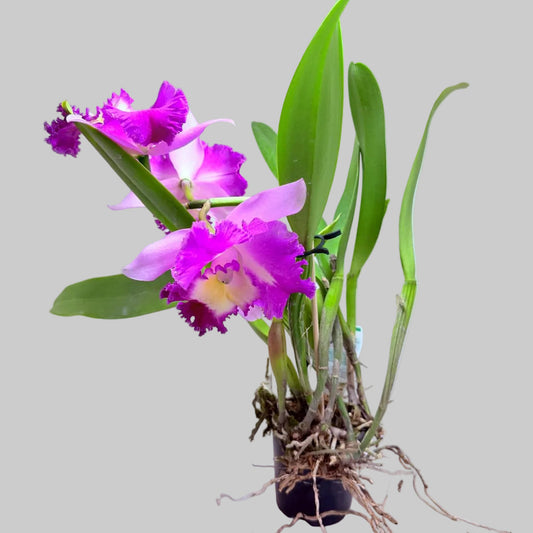 Buy Cattleya Orchid Topaz Fully Loaded | Rare & Exotic Plant|100mm