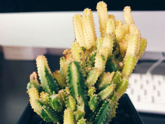 Cereus tetragonus 'Fairy Castle' Variegated