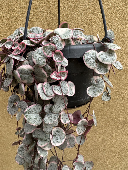 Ceropegia Woodii Variegated Chain of Hearts