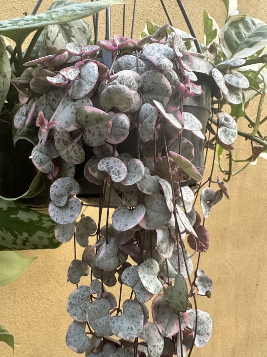 Ceropegia Woodii Variegated Chain of Hearts
