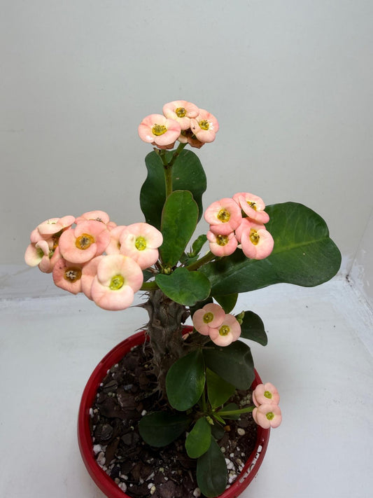Euphorbia Milli Pink #226