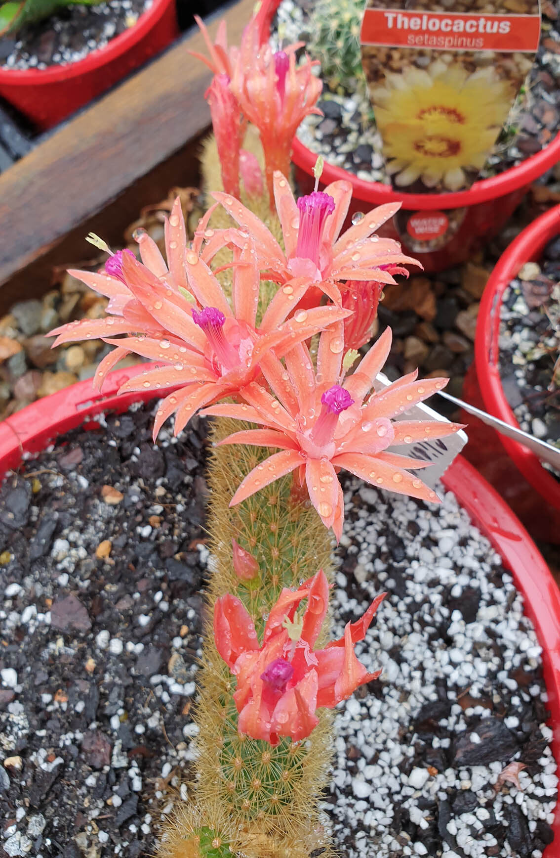 Golden Rat Tail Cacti -Cleistocactus Winteri
