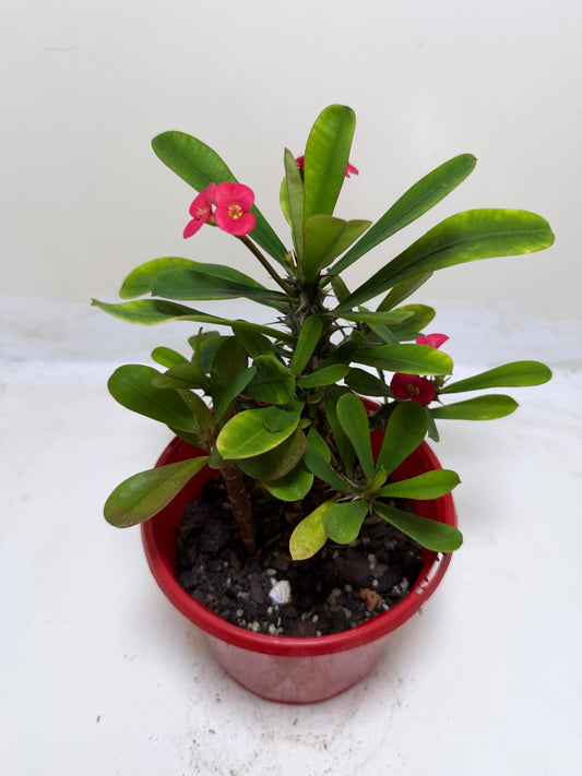 Euphorbia Milli Pink #209