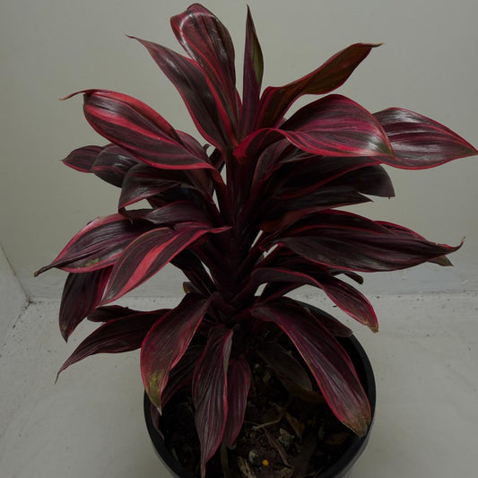 Cordyline fruticosa ‘Pink Lady'