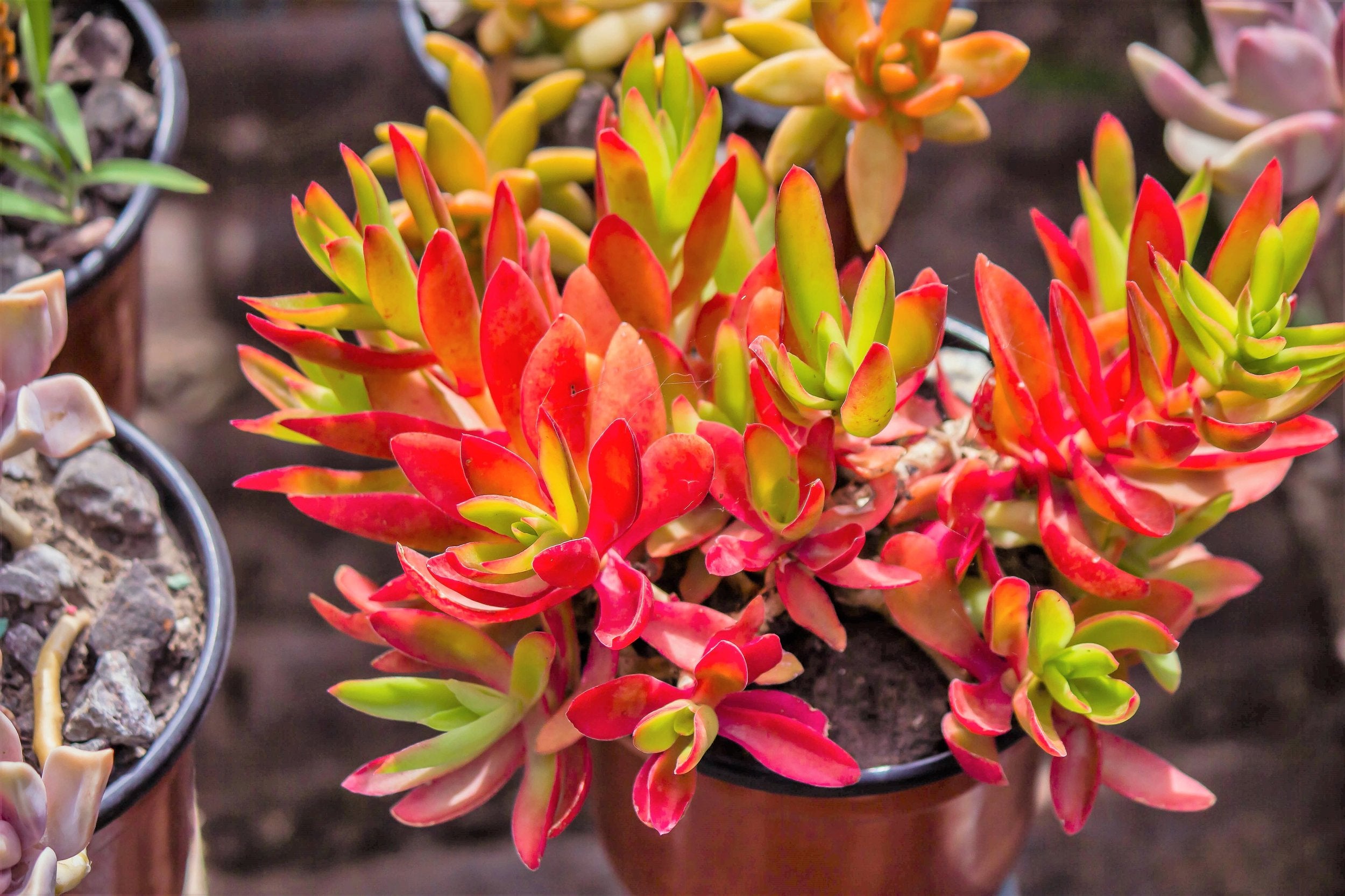 campfire succulent Buy Crassula 'Campfire'
