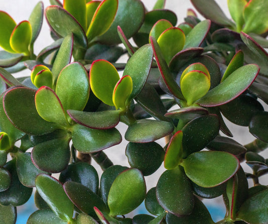 Crassula Hummel's Sunset Dwarf