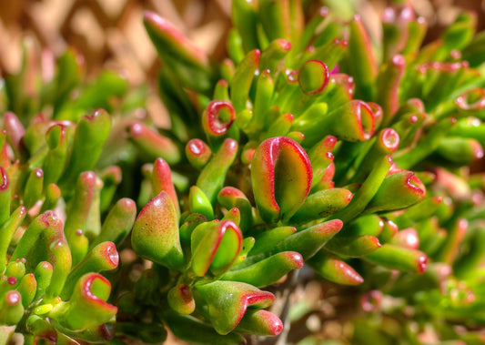 Crassula Ovata Gollum