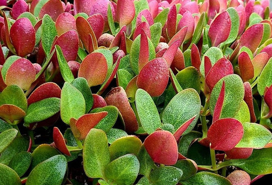 Crassula Streyi 130mm
