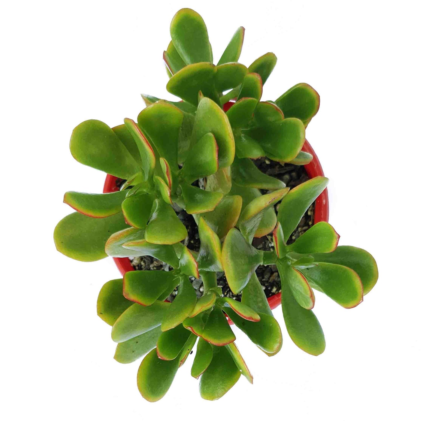 Crassula Hummel's Sunset Dwarf