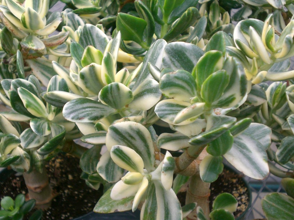 lemon and lime jade plant Buy Crassula Ovata Lemon and Lime