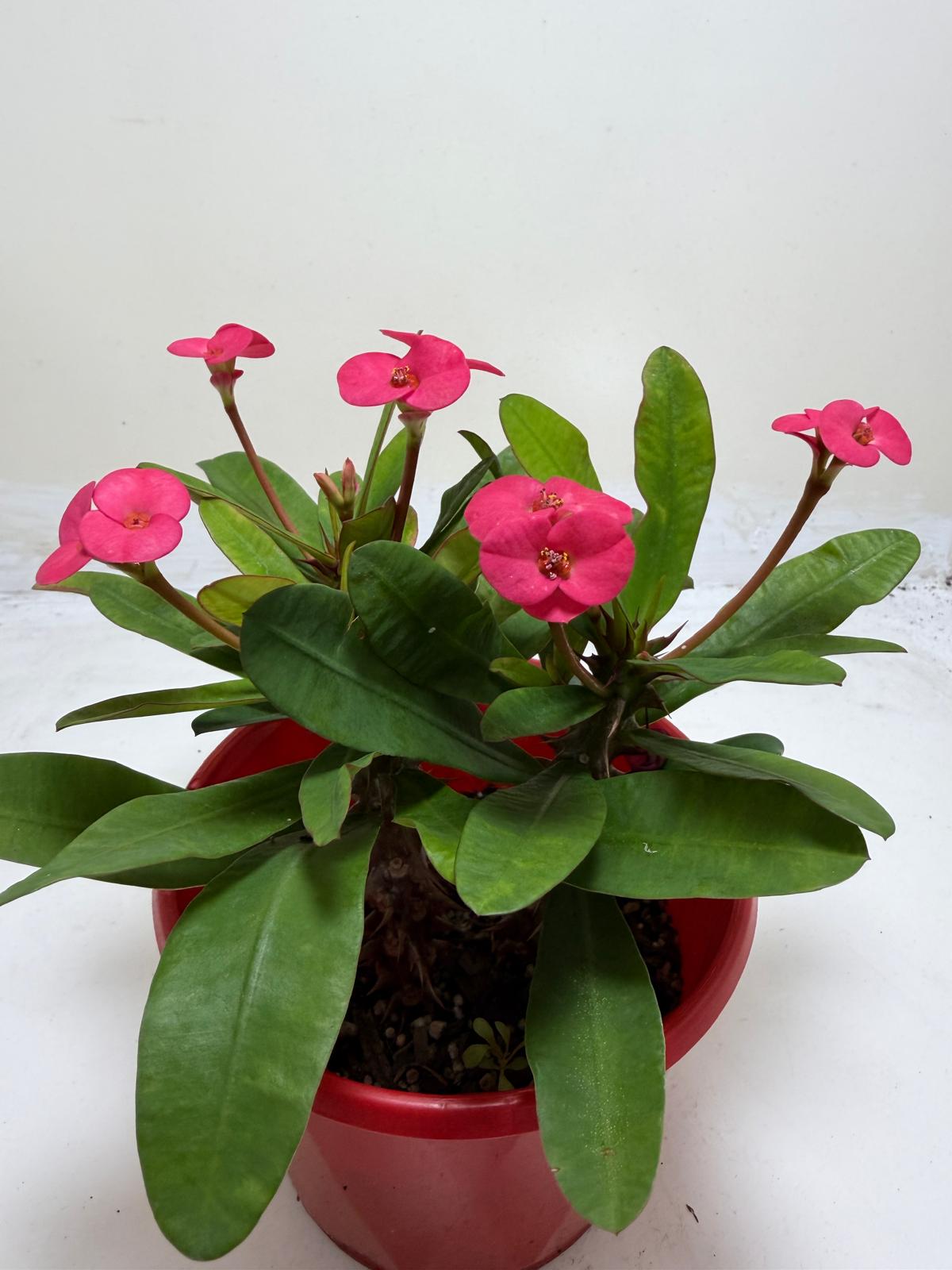 Euphorbia Milli Pink 3 in one #207