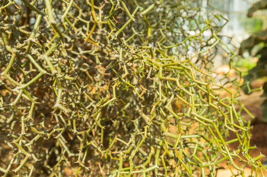 Decarya Madagascariensis