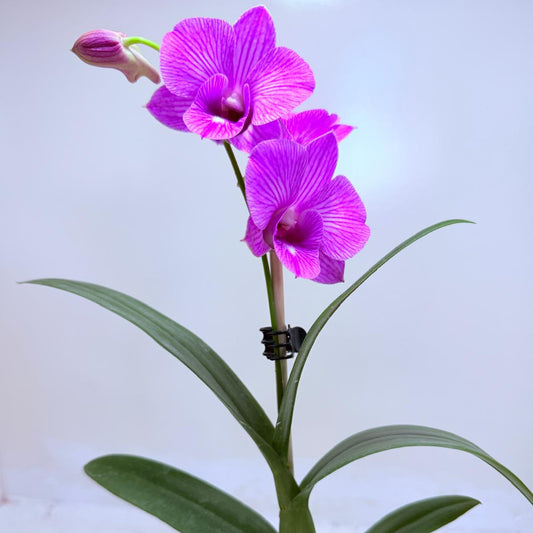 Dendrobium ‘Burana Stripe’