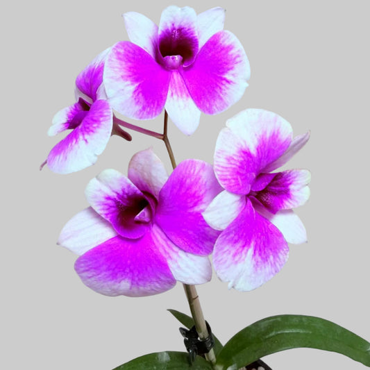 Dendrobium ‘Yaya Victoria’