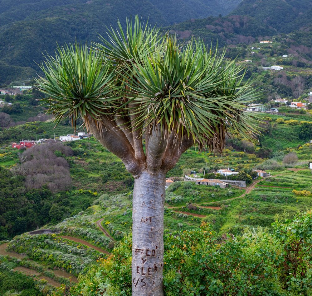 dracaena outside Buy Dracaena Dragon Tree