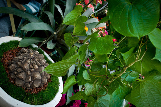 Dioscorea elephantipes - Elephant's Foot 130mm