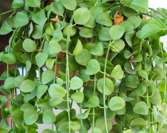 Dischidia Nummularia - String of Nickels 130mm