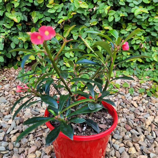 Euphorbia 'Cotton Candy'