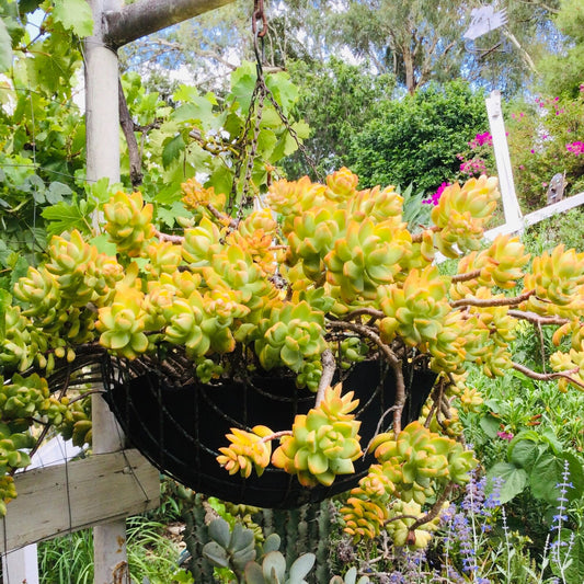 Sedum Golden Goddess