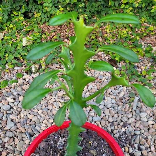 Euphorbia Triangularis