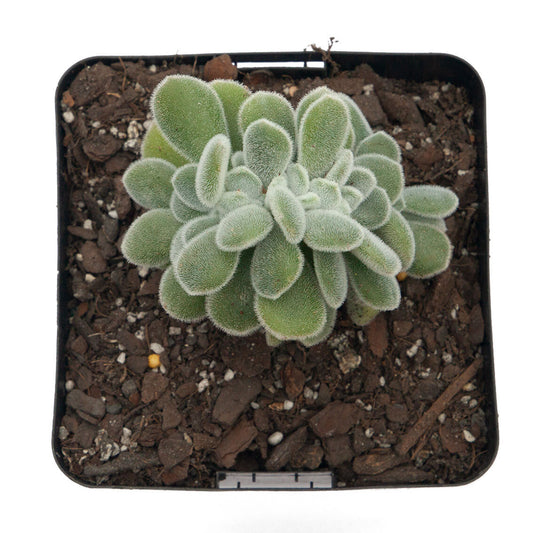 Echeveria Pulvinata Cristata 'Frosty' 130mm