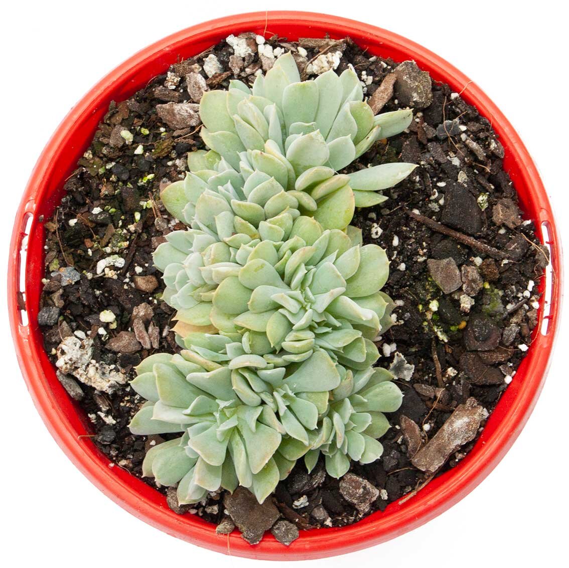 crested topsy turvy succulent Echeveria Topsy Turvy