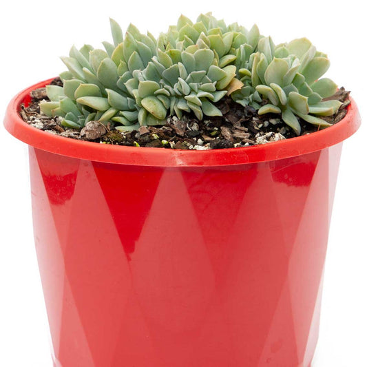 Echeveria Topsy Turvy - Crested 130mm