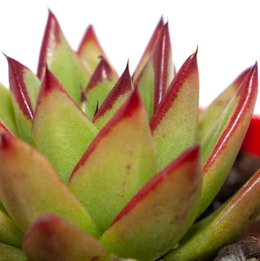 Echeveria Agavoides Lipstick-Bold, Sculptural Beauty with a Pop of Color