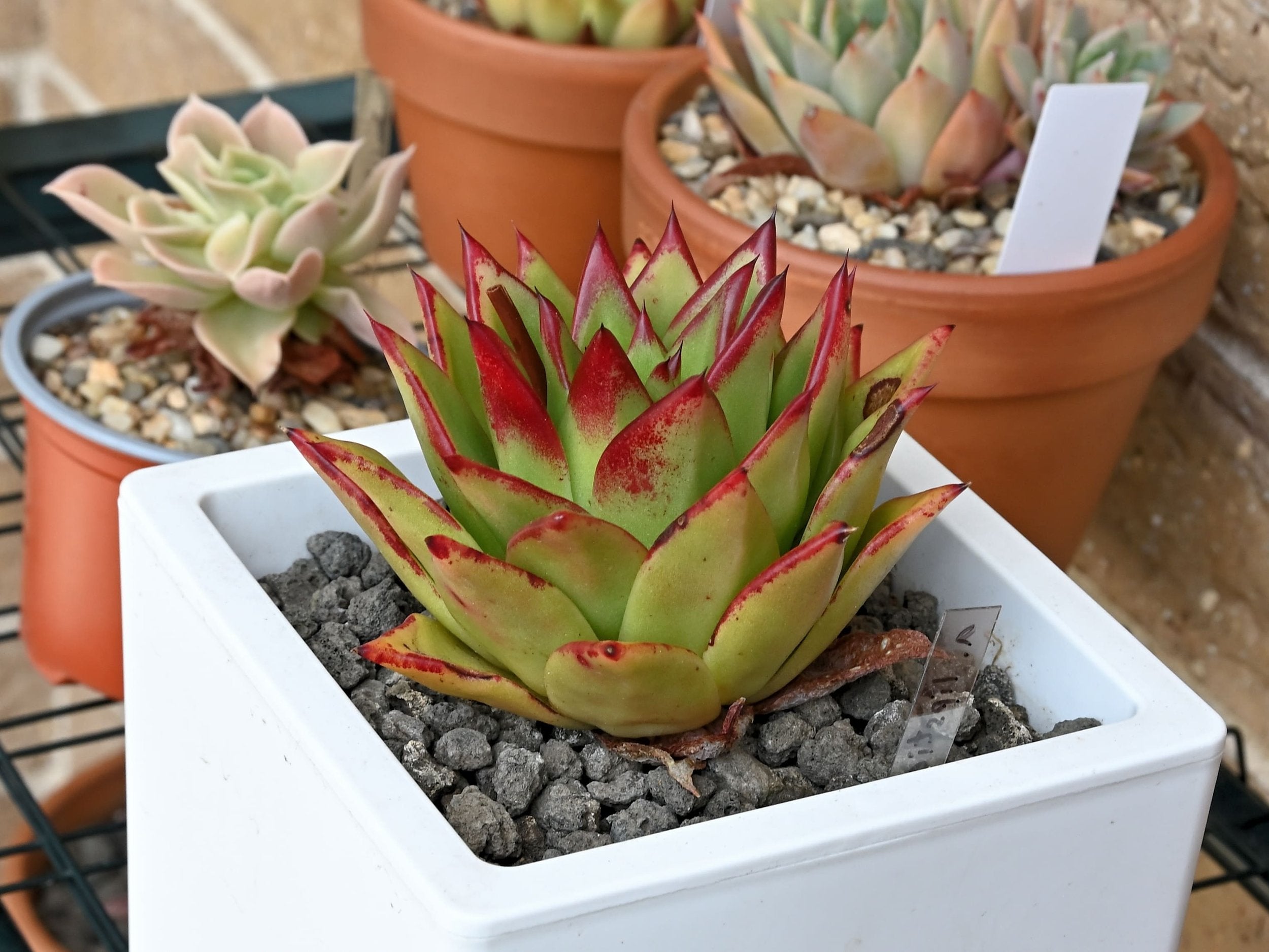 echeveria lipstick succulent Buy Echeveria agavoides 'Lipstick'