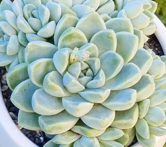 Echeveria Albicans