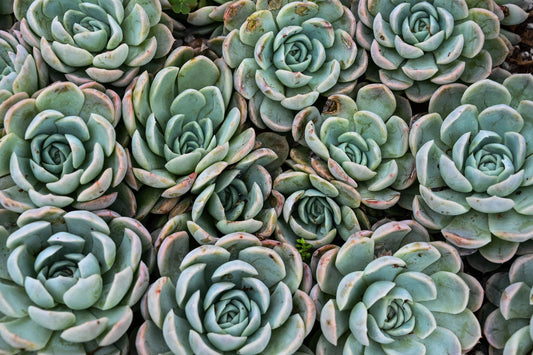 Echeveria Albicans