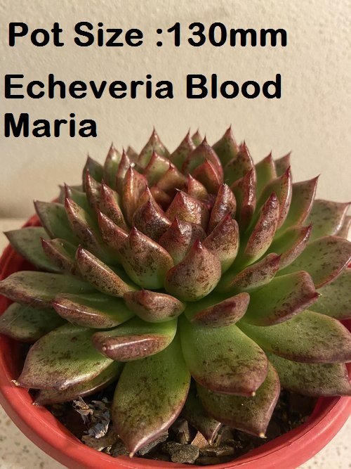 Echeveria Value Buster Pack - 1