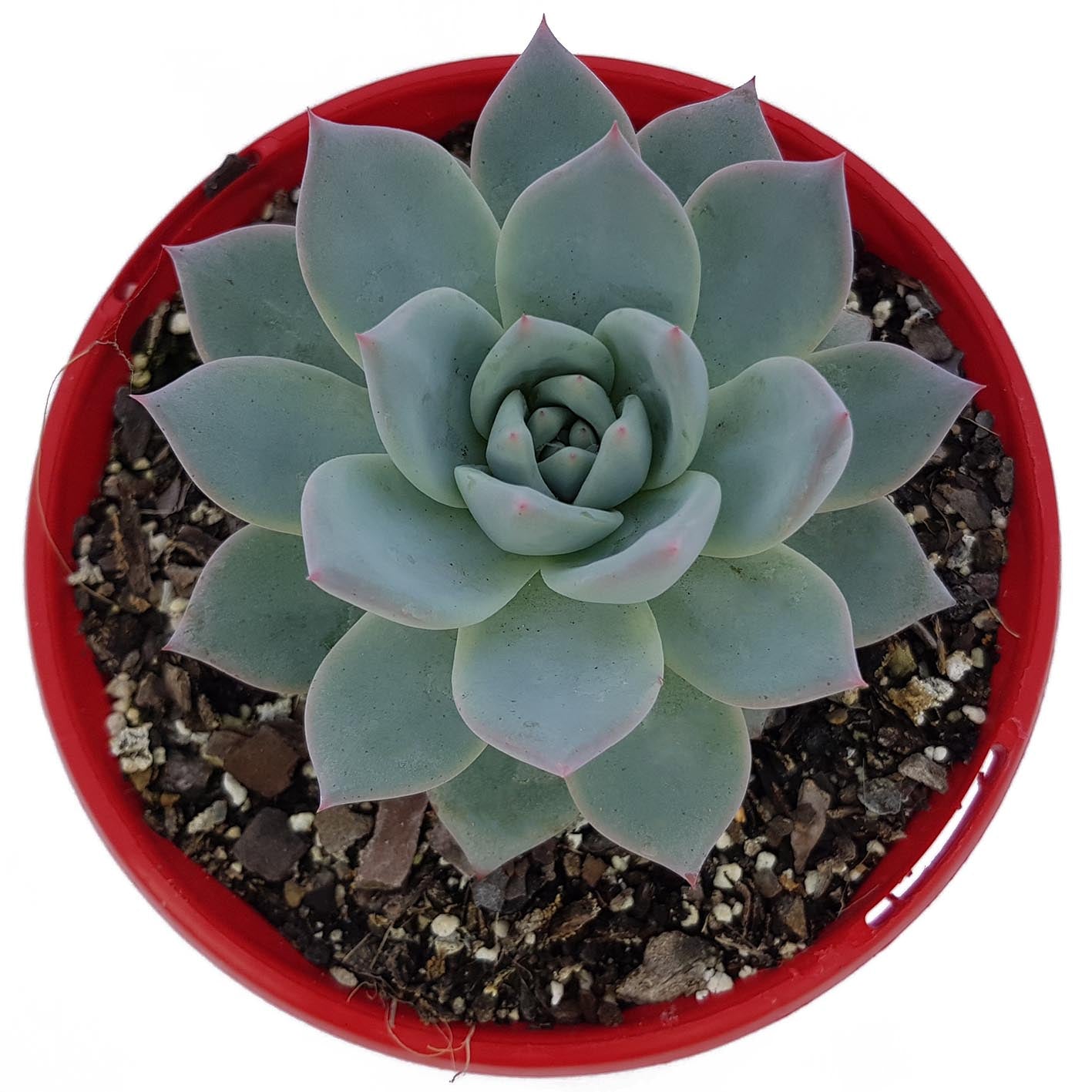 Echeveria Bluebird 130mm