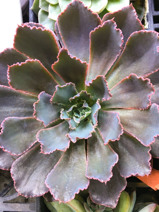 Echeveria Pink Frills 130mm