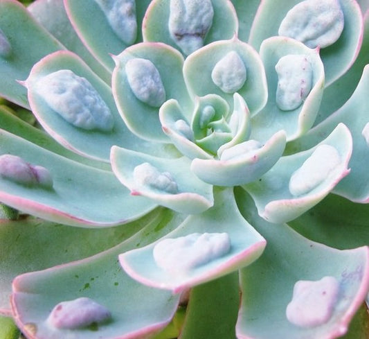 Echeveria Raindrops
