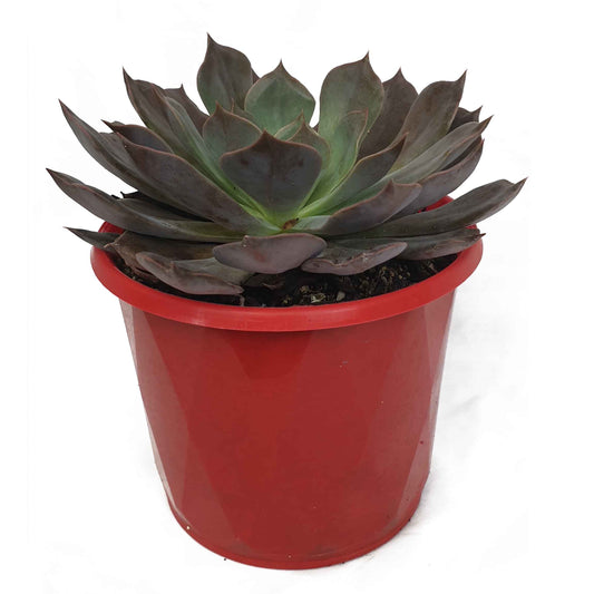 Echeveria Rob Roy 130mm