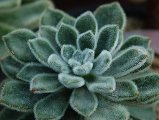 Echeveria Setosa Rose and Purpus Pulvinata 'Frosty' 130mm