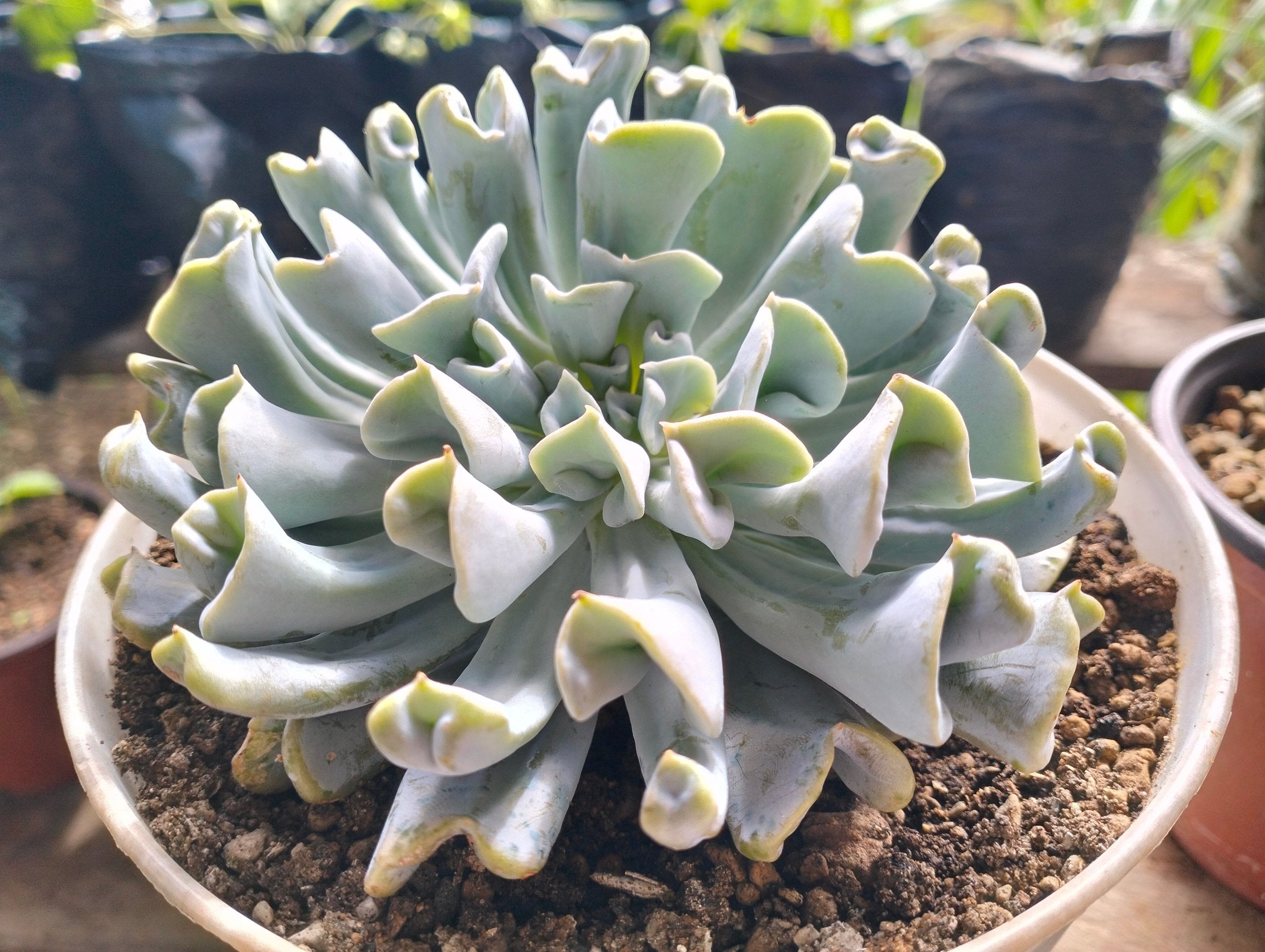 crested topsy turvy succulent Echeveria 'Topsy Turvy' Succulent